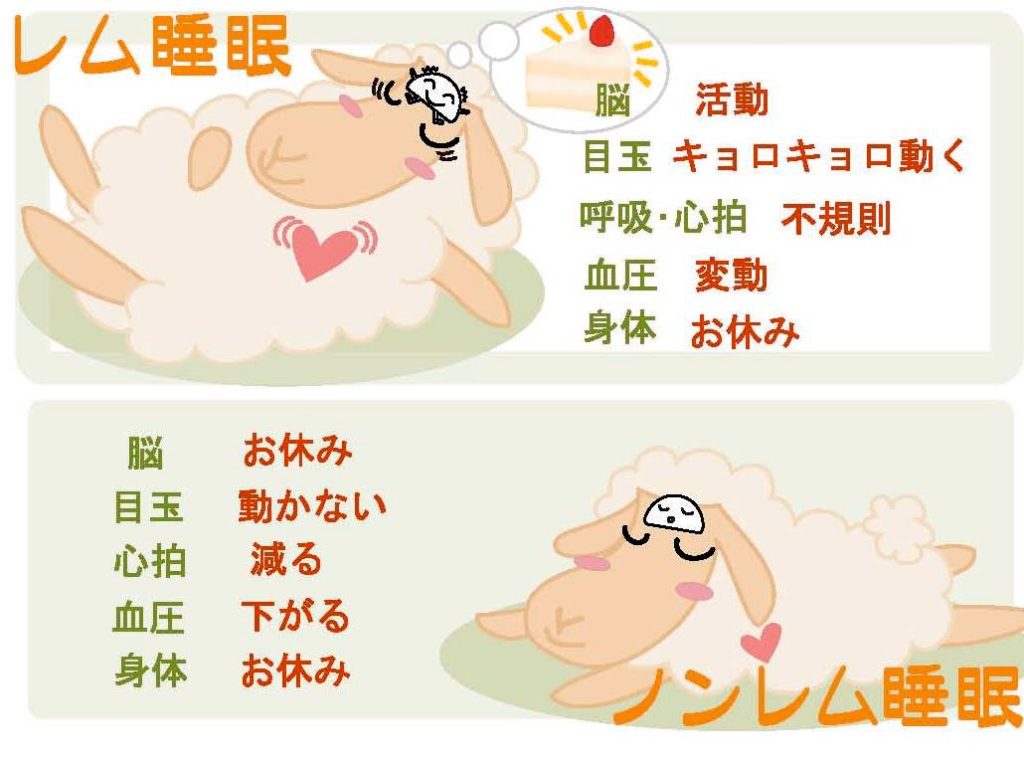 睡眠にはどのような段階があるのでしょうか?